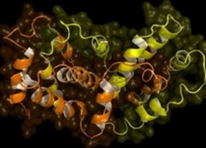 PLAIES CHRONIQUES: Découverte d'un puissant facteur empêcheur de cicatrisation – Developmental Cell