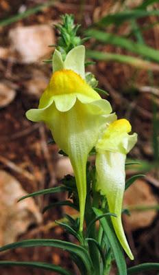 Linaire commune (Linaria vulgaris)