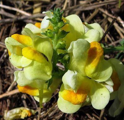 Linaire commune (Linaria vulgaris)