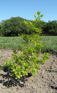 LES MOUCHES SE CACHENT-ELLES POUR MOURIR ?