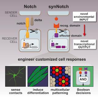 #Cell #capteurcellulaire #récepteursnotch #Notch #synNotch Construction de capteurs cellulaire sur mesure et de comportements de réponse  à l’aide de récepteurs Notch synthétiques