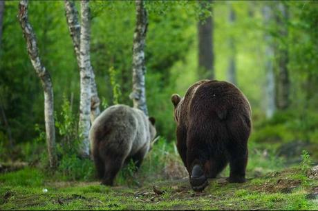 SensInverse Voyages Ecotourisme : CARELIE FINLANDAISE