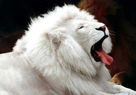Lion blanc -   Le lion blanc est une forme mutante du lion. On le croise occasionnellement dans les réserves naturelles d’Afrique du Sud, et il fait l’objet d’élevages sélectifs dans des zoos du monde entier.   