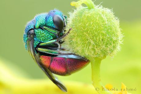 Guêpe-coucou - Les chrysididae sont des insectes de l’ordre des hyménoptères. Souvent brillamment ornementées et colorées avec des reflets métalliques (d’où leurs nombreux noms vernaculaires : guêpe-bijou, guêpe d’or, ou encore guêpe verte).
