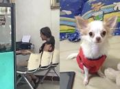 Thaïlande, chiot Chihuahua défenestré: mois prison ferme (vidéo)