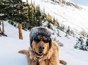 Cool Capture iPhone, Golden Retriever