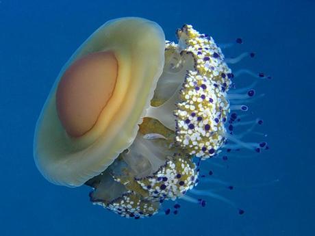 L'Autralie - La barrière de Corail - 3