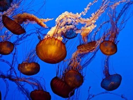 L'Autralie - La barrière de Corail - 3