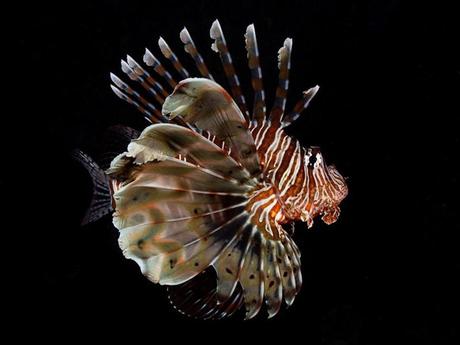 L'Autralie - La barrière de Corail - 3