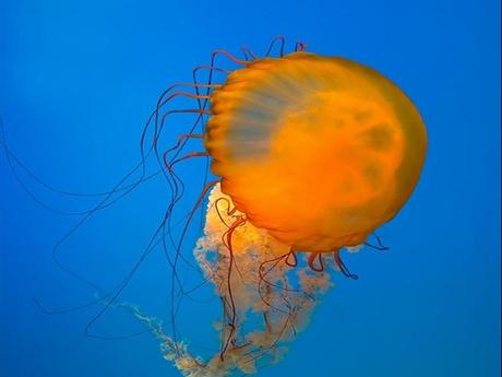 L'Autralie - La barrière de Corail - 3