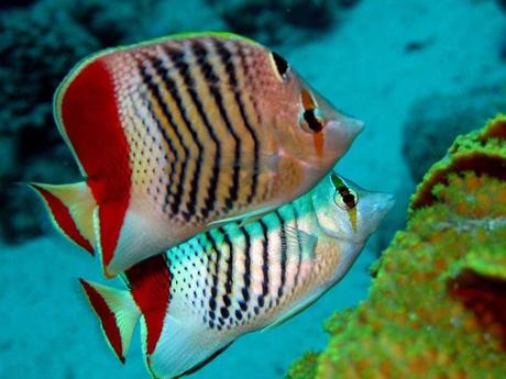 L'Autralie - La barrière de Corail - 3