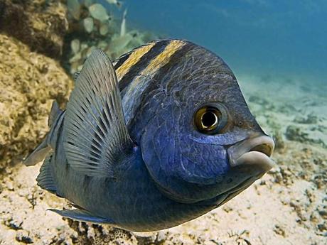 L'Autralie - La barrière de Corail - 3