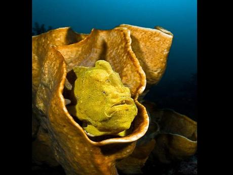 L'Autralie - La barrière de Corail - 3