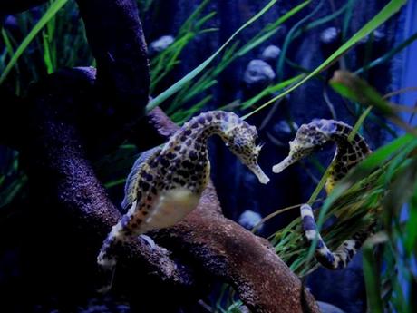 L'Autralie - La barrière de Corail - 3