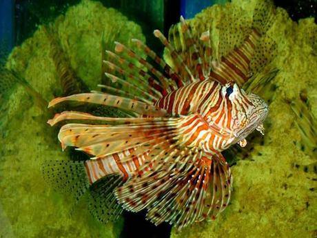 L'Autralie - La barrière de Corail - 3