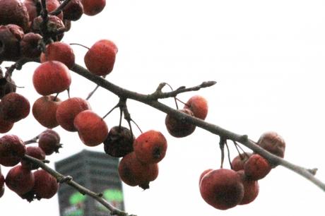 4 malus jardiland 27 janv 2016 037 (2).jpg