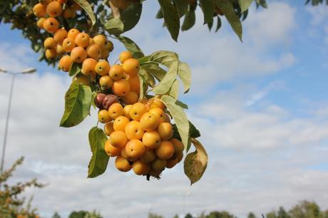 2 malus jardiland 19 sept 2013 001 (2).jpg