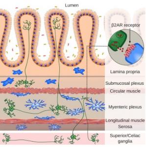 Maladies de l'INTESTIN: Les neurones prêtent main forte aux cellules immunitaires – Cell