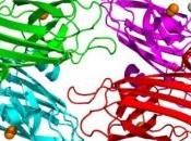 SCLÉROSE latérale amyotrophique traitement stoppe progression chez souris Neurobiology Disease