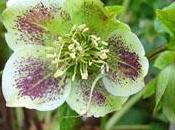 fleurs hiver égayent jardins intérieurs