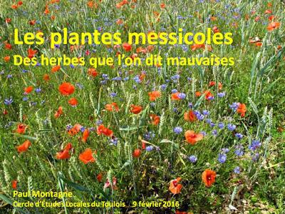 Les plantes messicoles