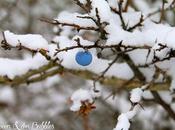 Baie Prunellier Sauvage