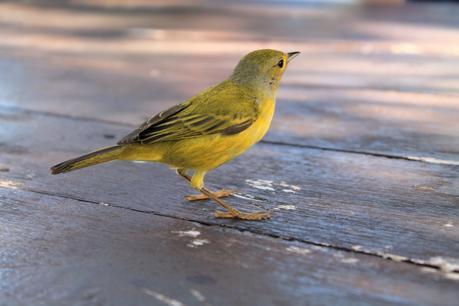 petit oiseau tropical