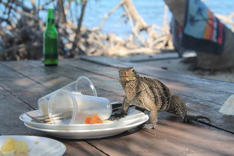 iguane pris en flag