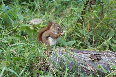 Sainte-Rose du Nord, le Fjord du Saguenay et Saint-Fulgance (#roadtrip au Quebec en famille)