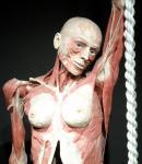 « Body Worlds » : cadavres exquis?