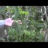 Cap d'Ambre Vanille -- Vanille de Madagascar