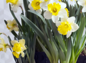 Narcisses, grandes divas mois février