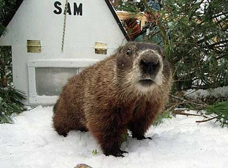 Le Jour de La Marmotte