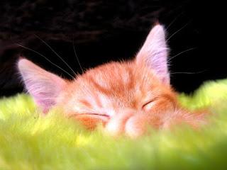 Un peu de douceur dans ce monde de brutes.