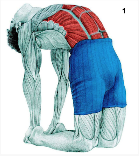 Quels étirements pour quels muscles? Quels étirements pour quels muscles?