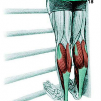 Quels étirements pour quels muscles? Quels étirements pour quels muscles?