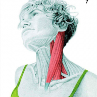 Quels étirements pour quels muscles? Quels étirements pour quels muscles?