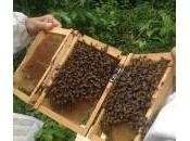 Contrôle ruches d’abeilles Buckfast