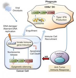CANCER COLORECTAL: Sting, une protéine clé de la réponse anti-tumorale – Cell Reports
