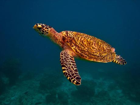 L'Autralie - La barrière de Corail - 4