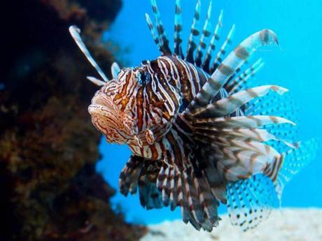 L'Autralie - La barrière de Corail - 4