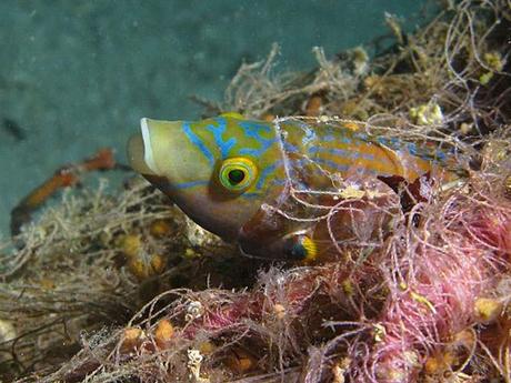 L'Autralie - La barrière de Corail - 4