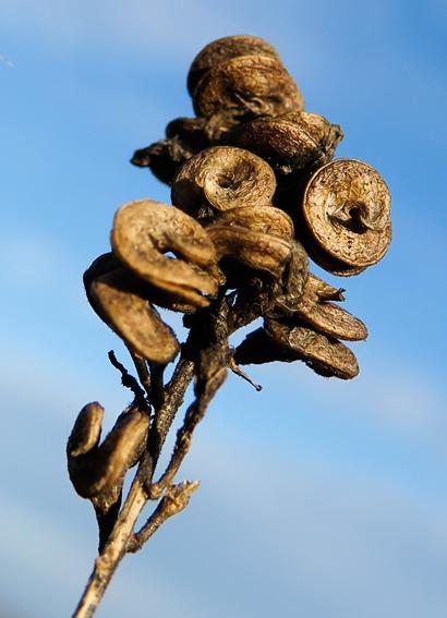 Luzerne bâtarde (Medicago sativa nsubsp. Media)