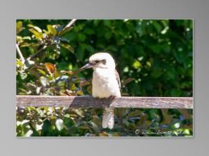 kookaburra ou le martin chasseur d'Australie.