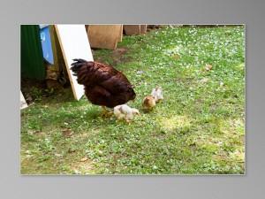 poule poussin