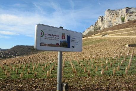 La vigne de retour à Ornans...!