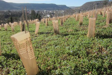 La vigne de retour à Ornans...!