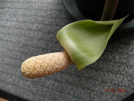 Une plante d'intérieur: le zamioculcas
