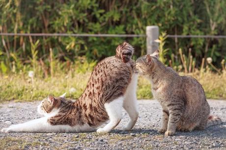 Présentation anale chez les chats