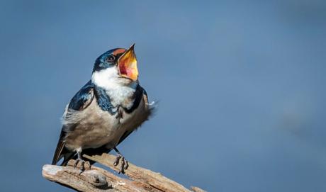 Twitter fait le ménage en supprimant 125 000 comptes liés à Daech